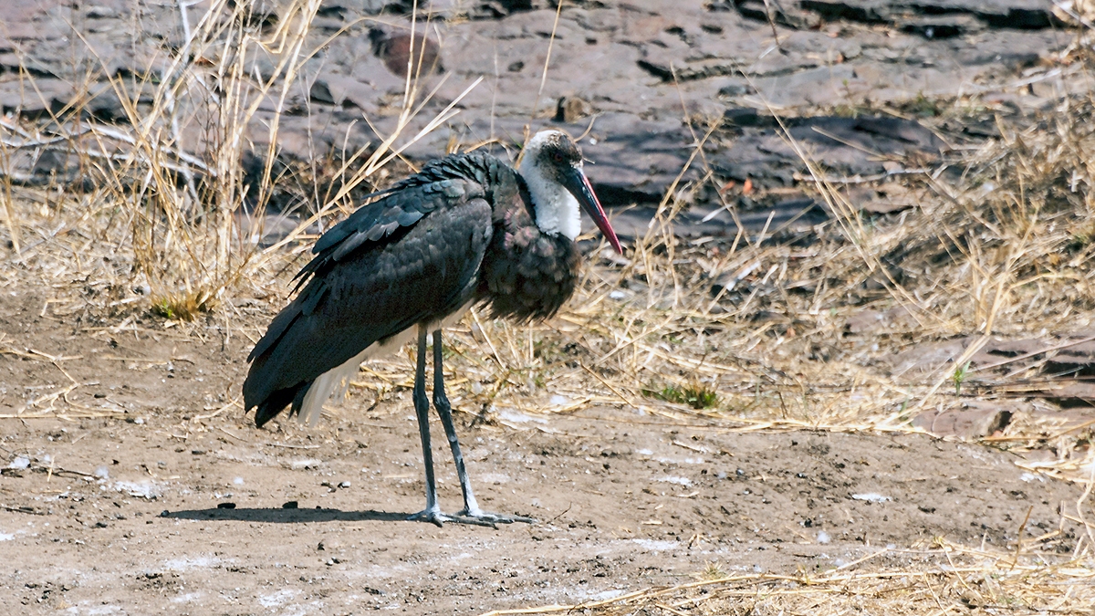 African Woolly-necked Stork [Ciconia microscelis]