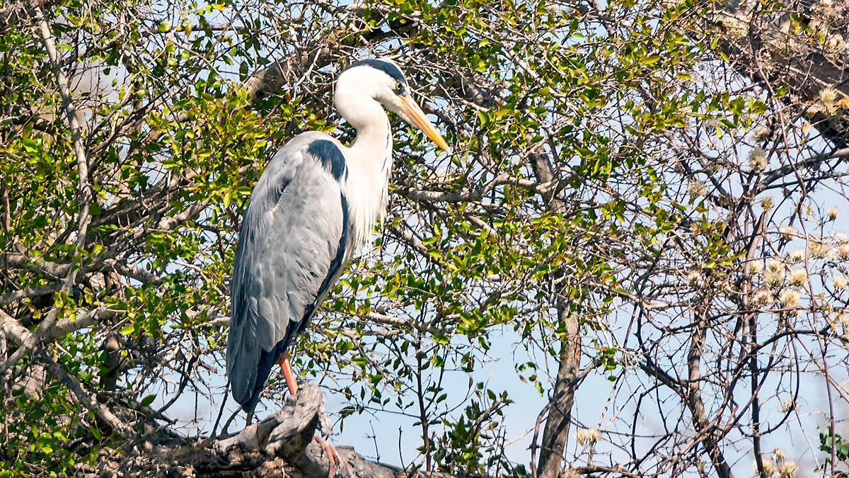 Grey Heron [Ardea cinerea cinerea]