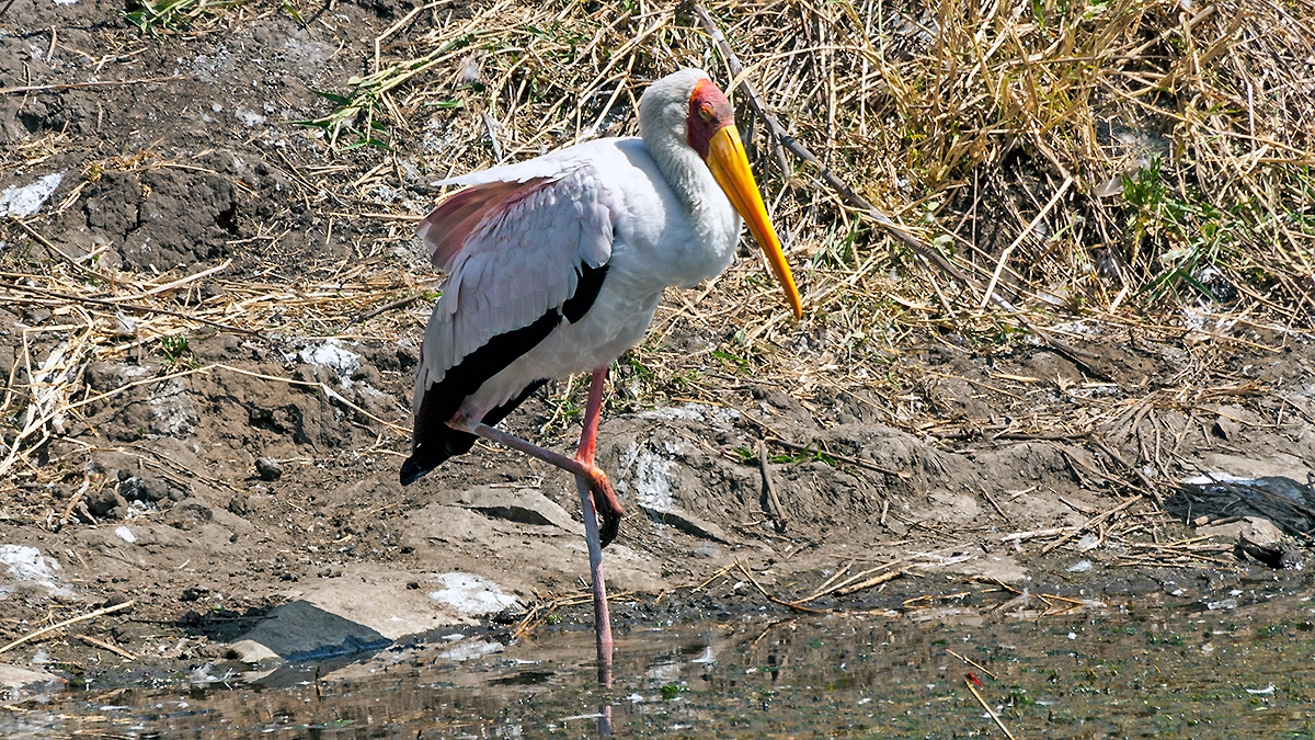 Yellow-billed Stork [Mycteria ibis]