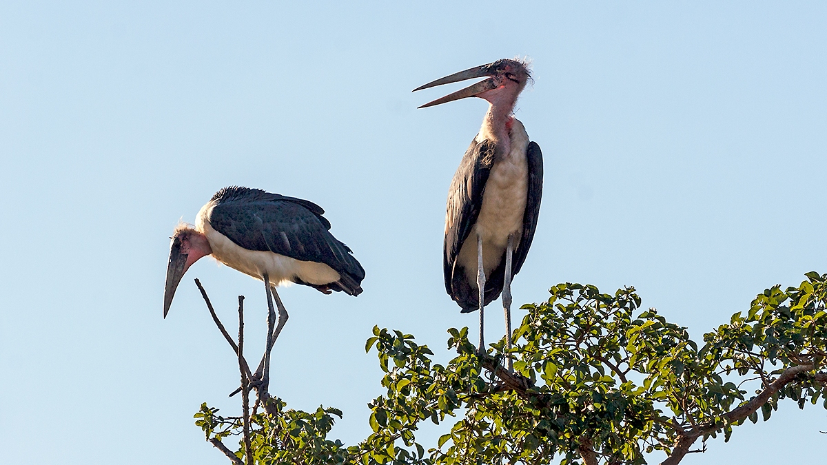 Marabou Stork [Leptoptilos crumenifer]