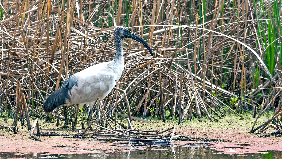 African Sacred Ibis [Threskiornis aethiopicus]