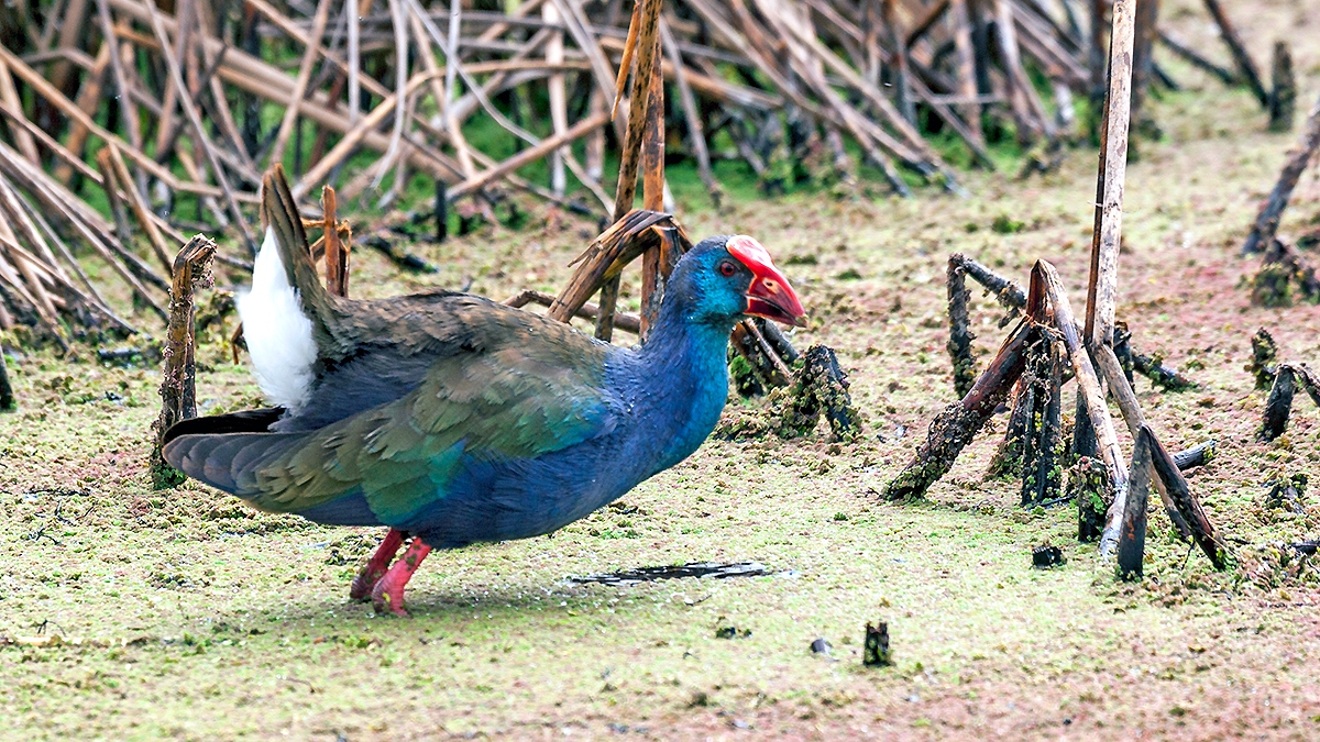 African Swamphen [Porphyrio madagascariensis]