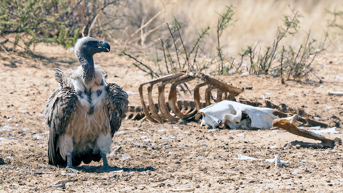 White-backed Vulture [Gyps africanus]