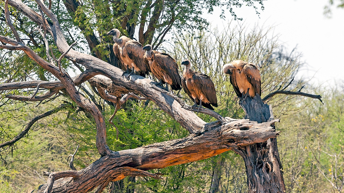 White-backed Vulture [Gyps africanus]