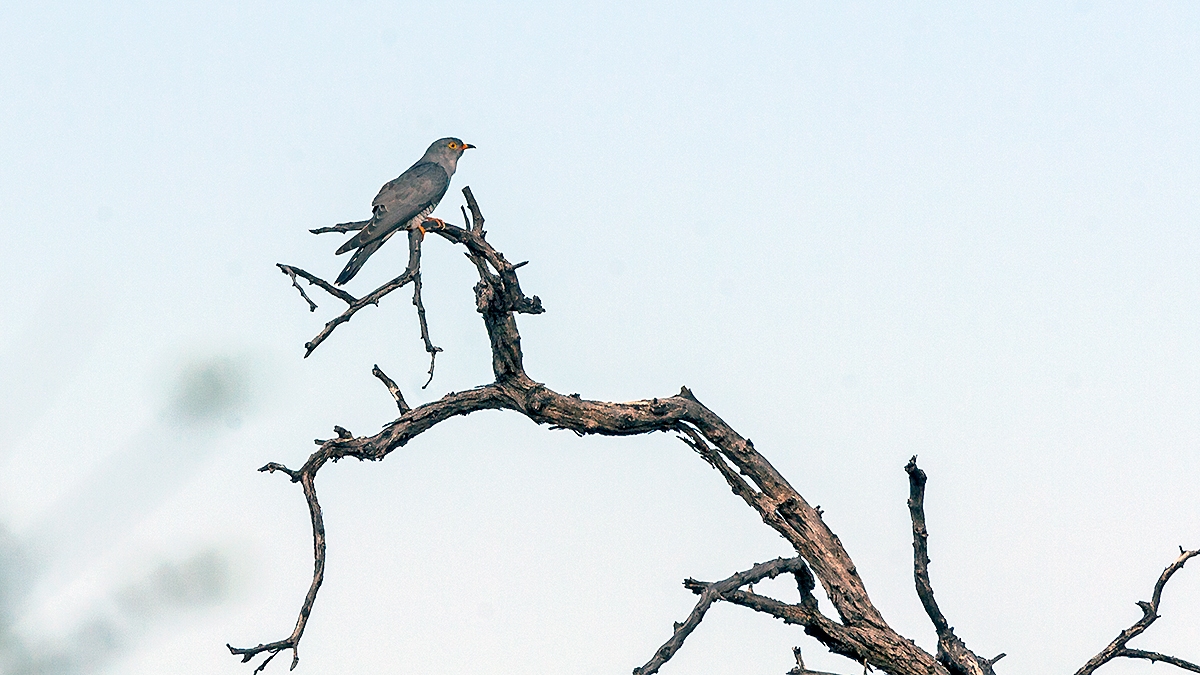 African Cuckoo [Cuculus gularis]