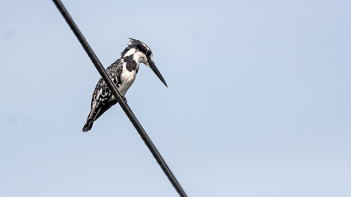 Pied Kingfisher [Ceryle rudis rudis]