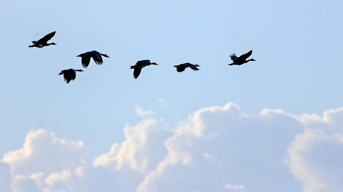 Spur-winged Goose [Plectropterus gambensis niger]