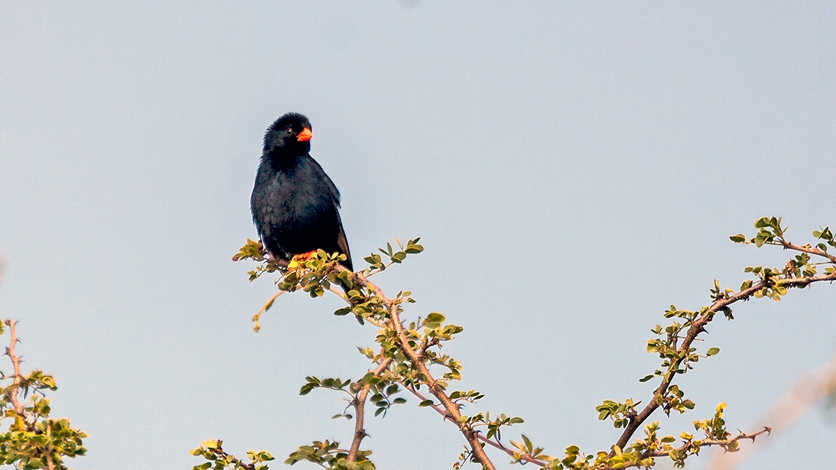 Village Indigobird [Vidua chalybeata amauropteryx]