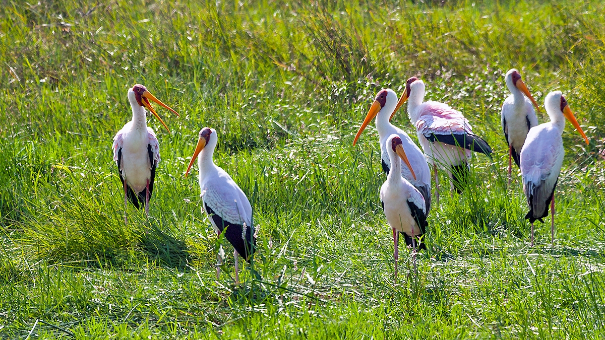 Yellow-billed Stork [Mycteria ibis]