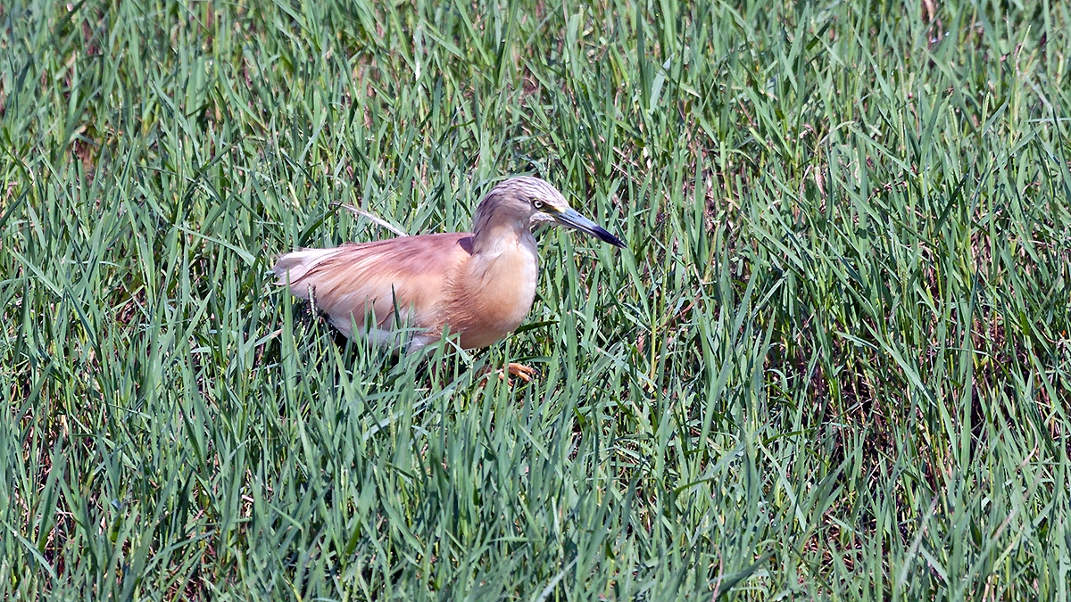 Squacco Heron [Ardeola ralloides]