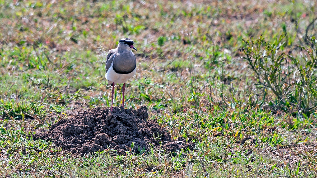 Crowned Lapwing [Vanellus melanopterus melanopterus]