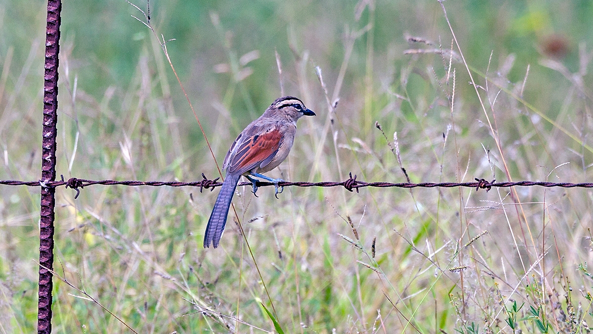 Brown-crowned Tchagra [Tchagra australis damarensis]