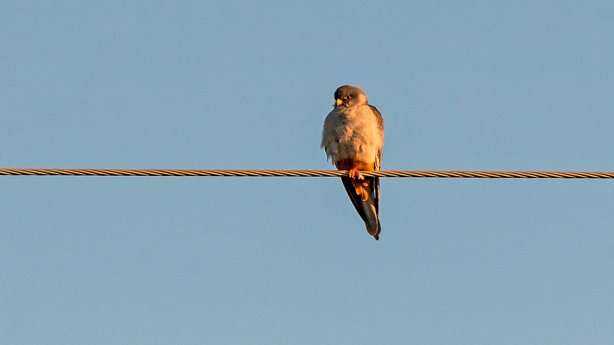Amur Falcon [Falco amurensis]