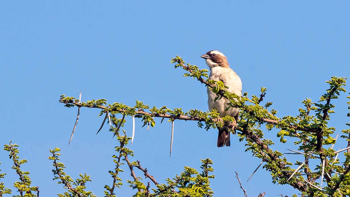 White-browed Sparrow-Weaver [Plocepasser mahali mahali]