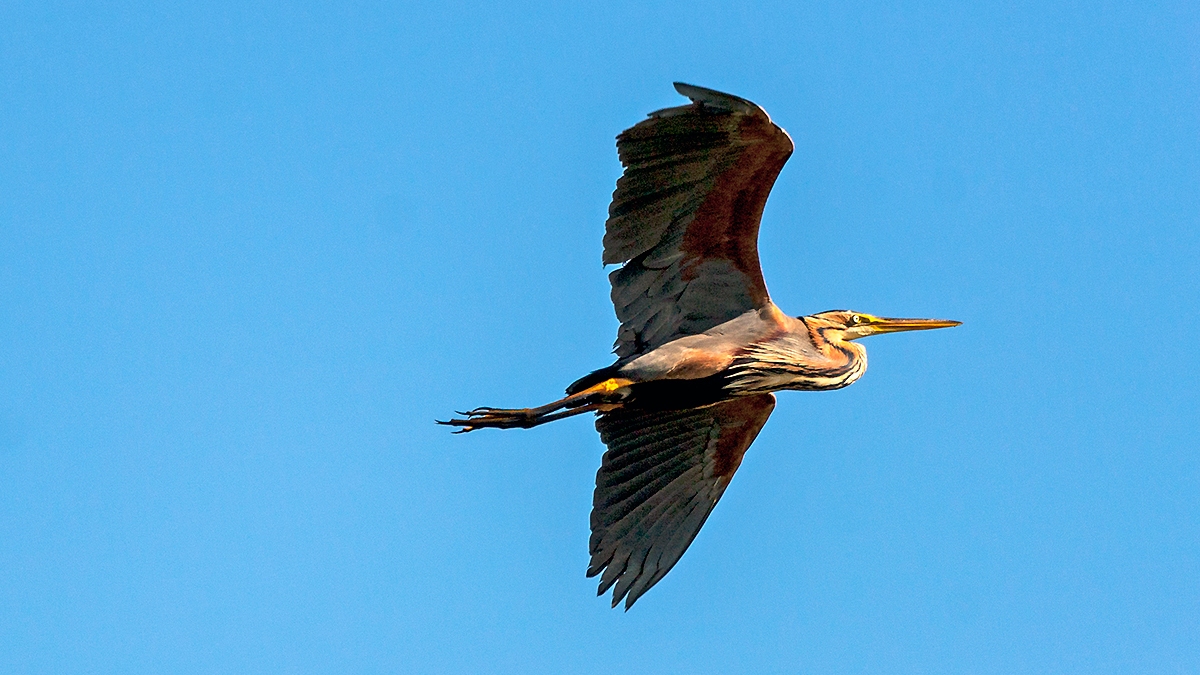 Purple Heron [Ardea purpurea purpurea]
