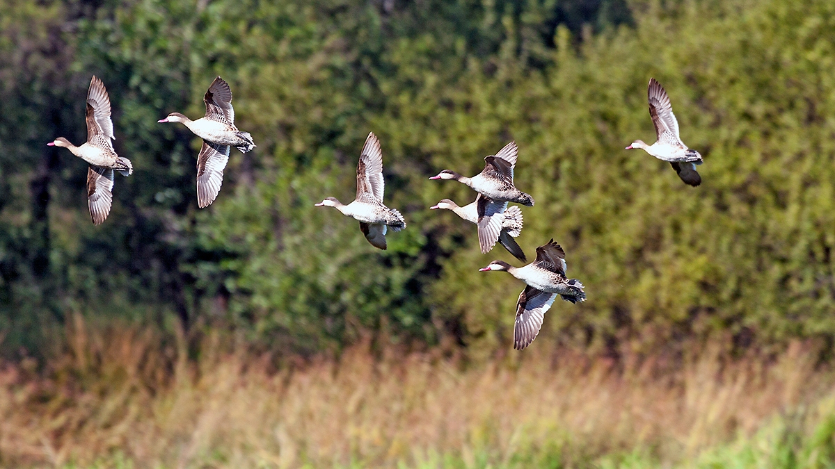 Red-billed Teal [Anas erythrorhyncha]