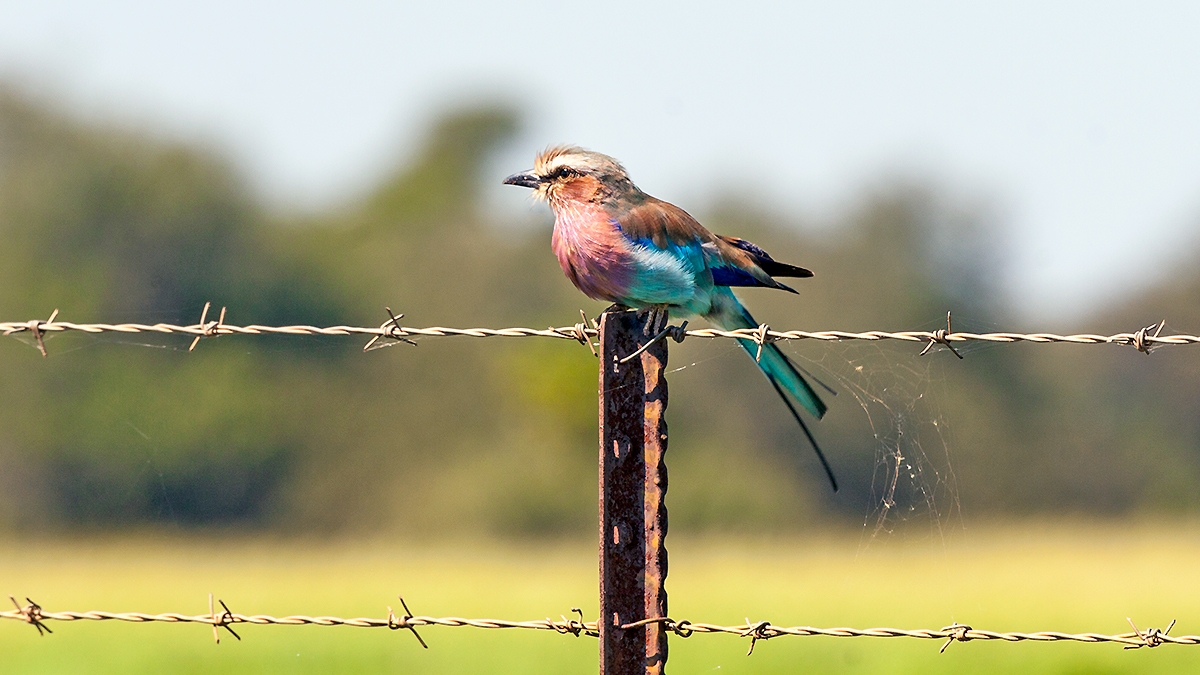 Lilac-breasted Roller [Coracias caudatus caudatus]