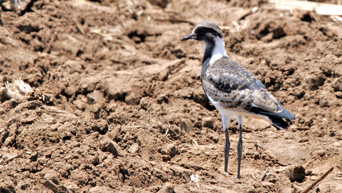 Blacksmith Lapwing [Vanellus armatus]