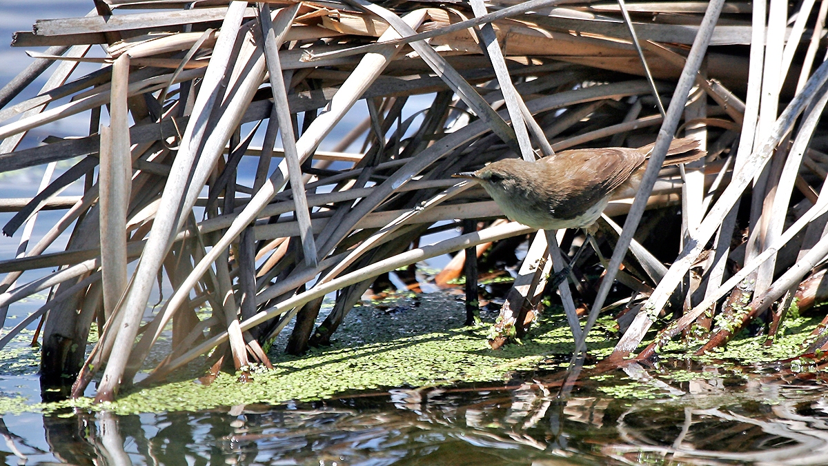 Lesser Swamp Warbler [Acrocephalus gracilirostris gracilirostris]