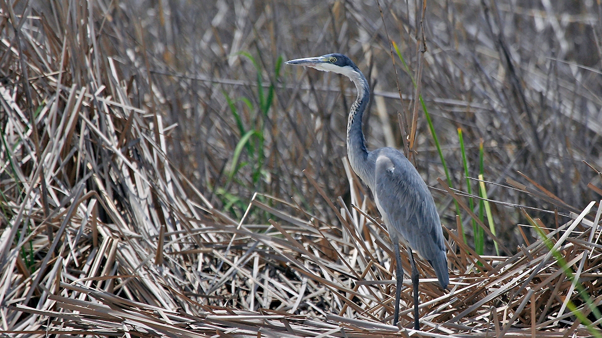 Black-headed Heron [Ardea melanocephala]
