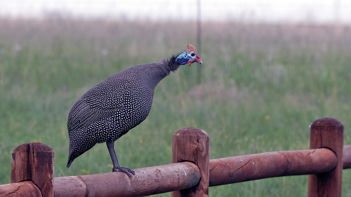Helmeted Guineafowl [Numida meleagris coronatus]