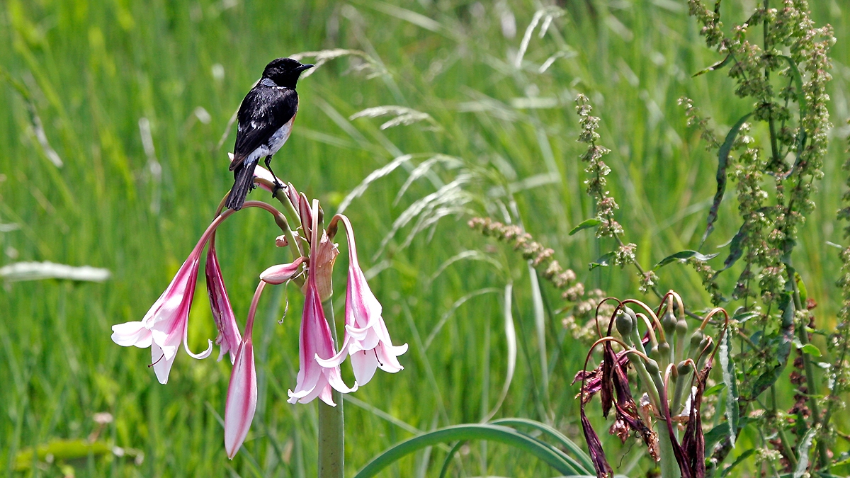 African Stonechat [Saxicola torquatus stonei]
