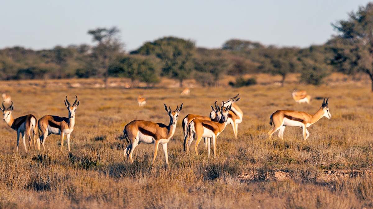 Springbok [Antidorcas marsupialis hofmeyri]