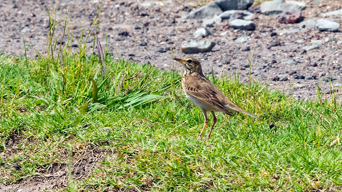 African Pipit [Anthus cinnamomeus rufuloides]