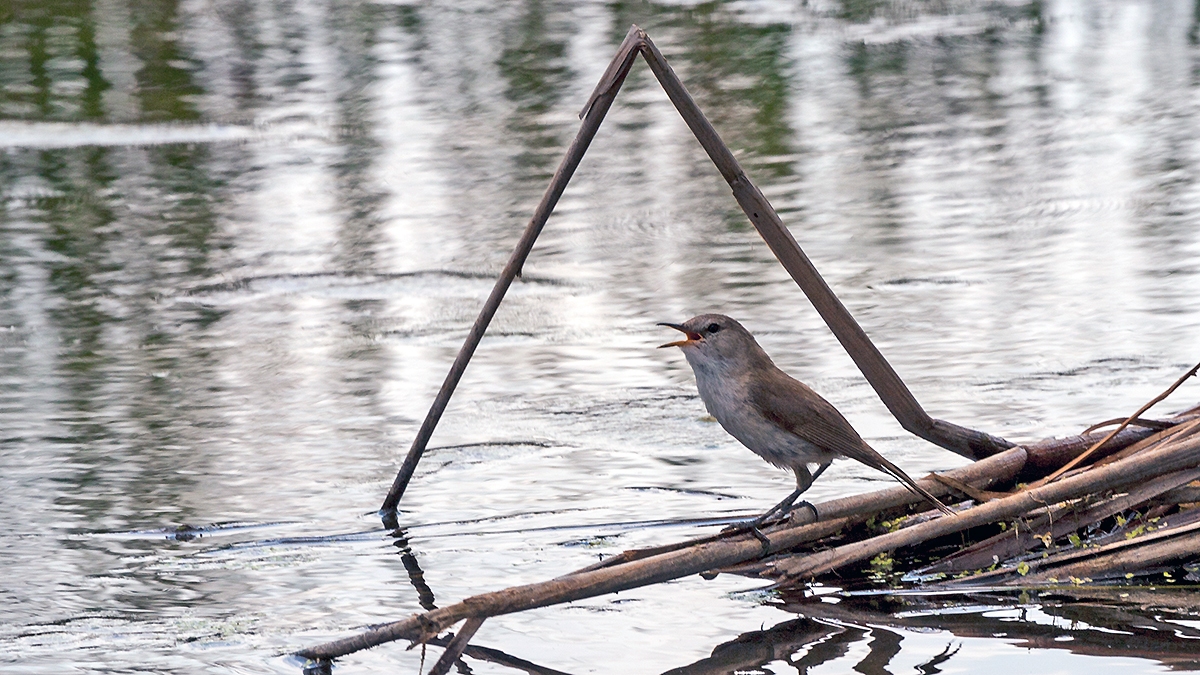 Lesser Swamp Warbler [Acrocephalus gracilirostris gracilirostris]