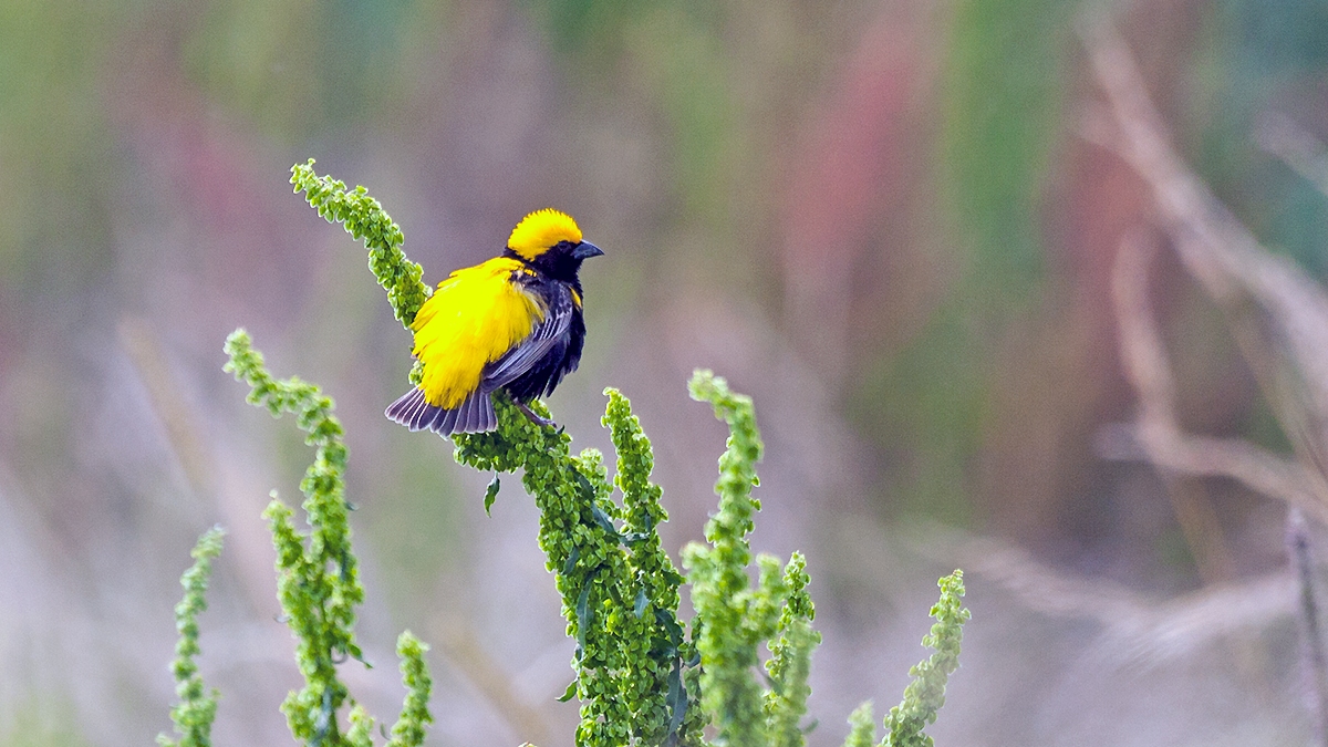 Yellow-crowned Bishop [Euplectes afer taha]