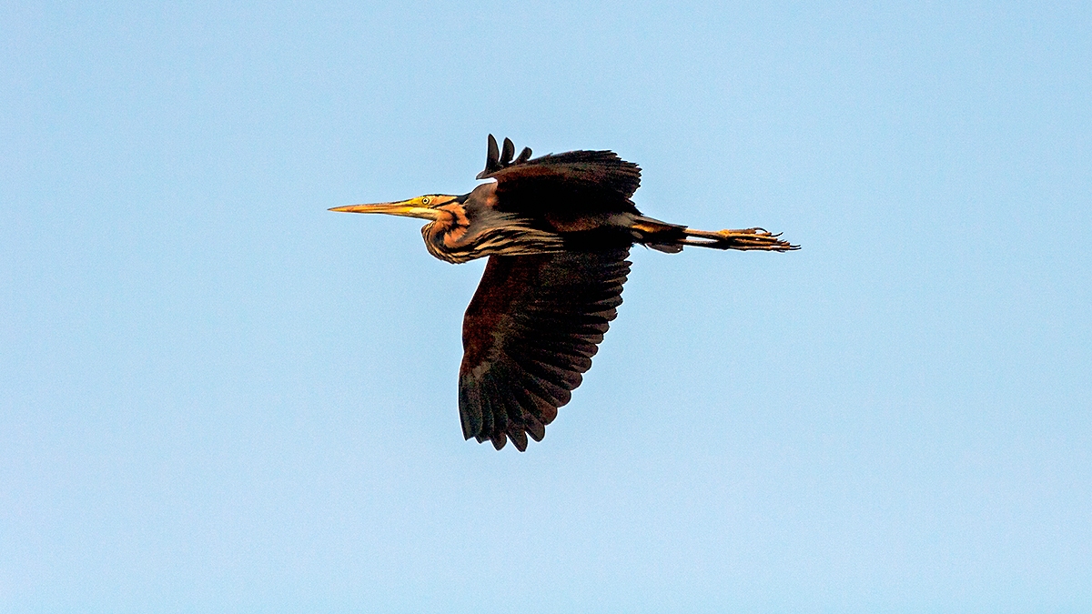 Purple Heron [Ardea purpurea purpurea]