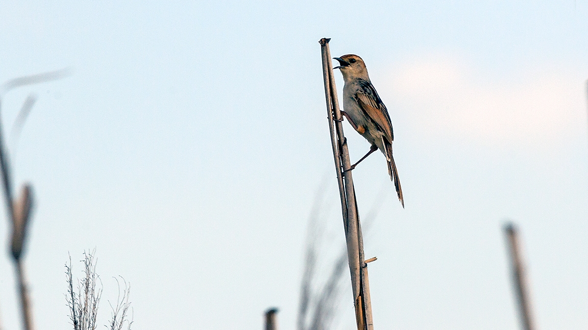 Levaillant's Cisticola [Cisticola tinniens tinniens]