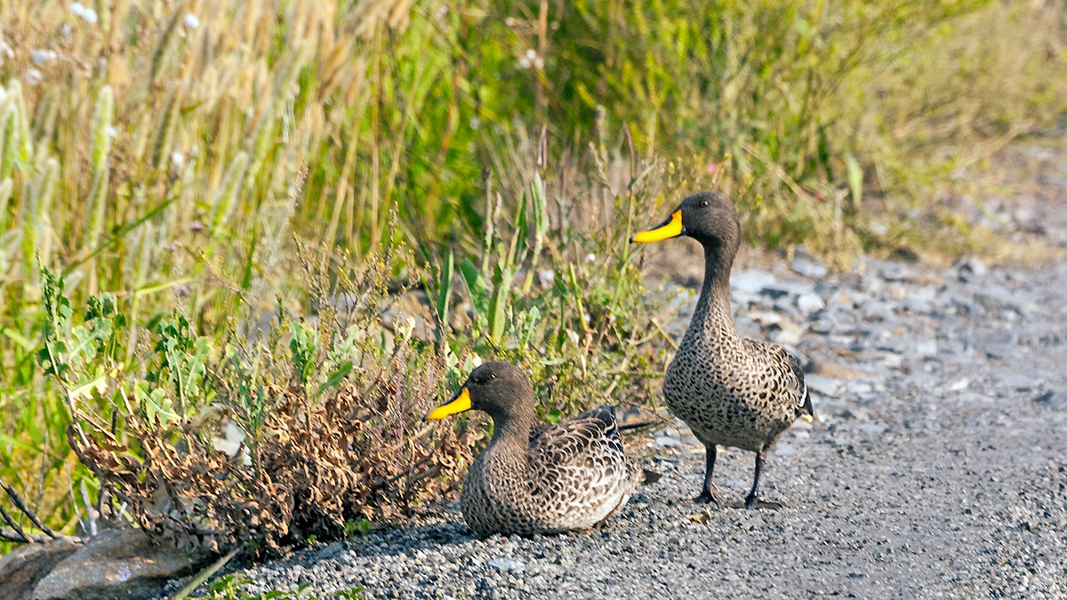 Yellow-billed Duck [Anas undulata undulata]