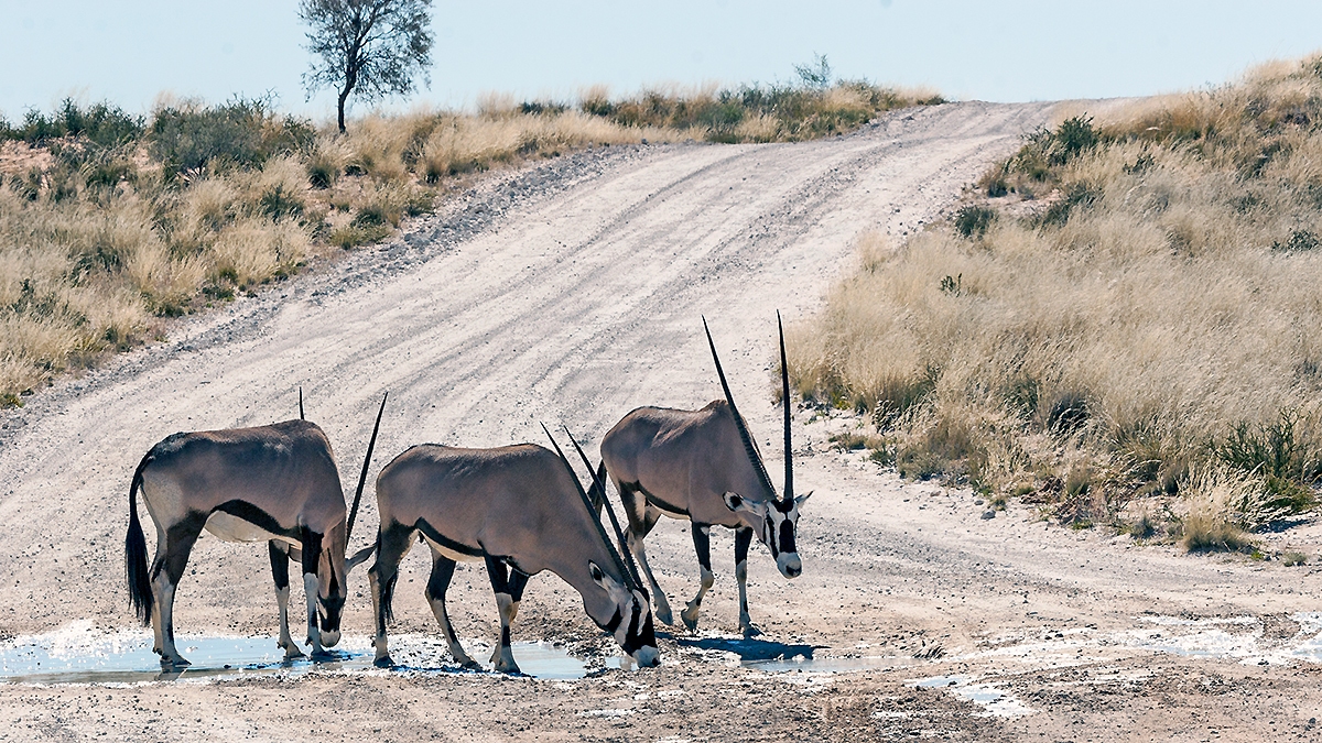 Gemsbok on the dunes road