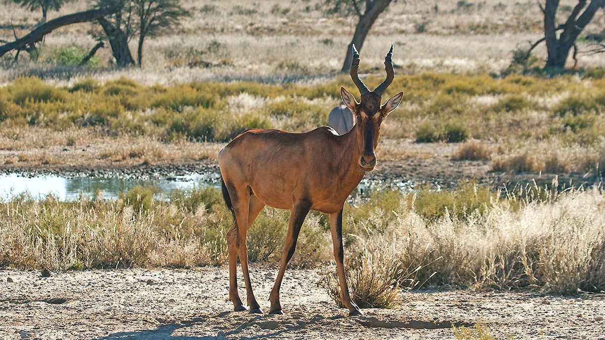 Red Hartebeest at a waterhole