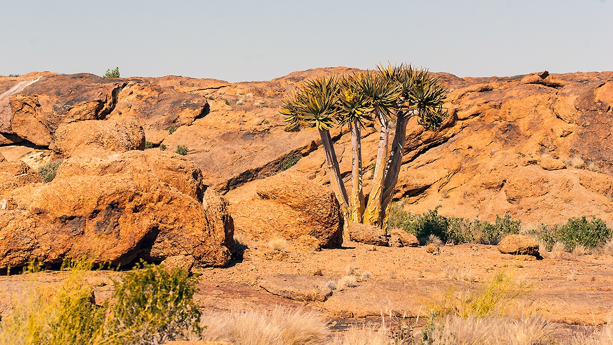 Quiver Tree [Aloidendron dichotomum]