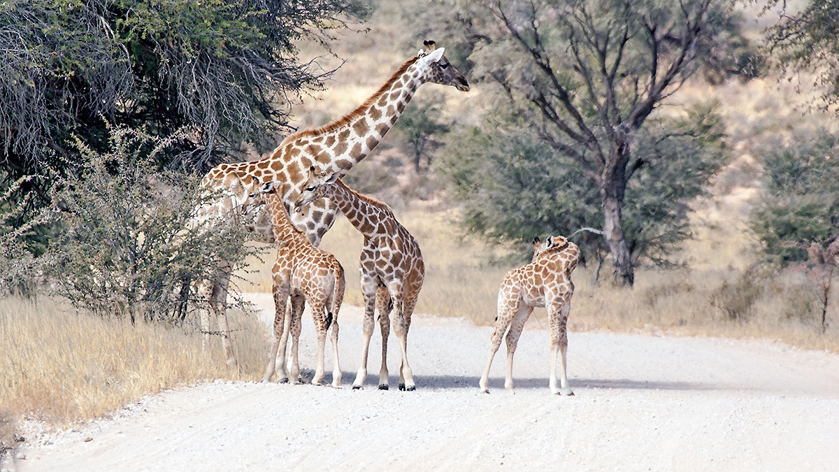 Giraffe in Kgalagadi Transfrontier Park