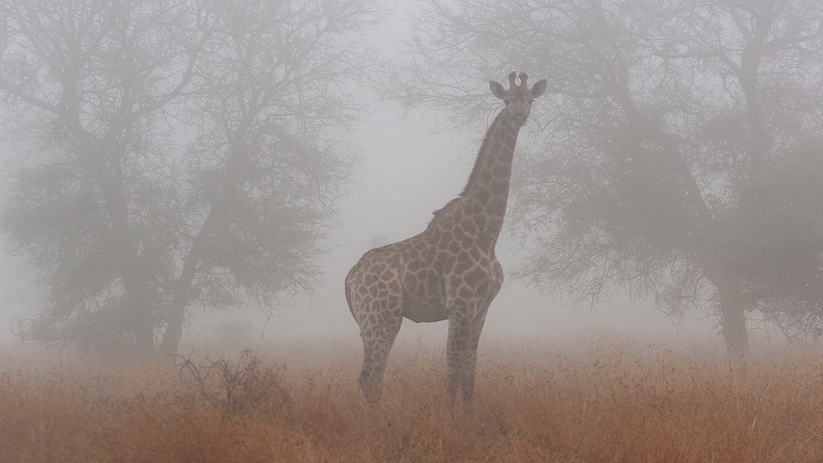 Southern Giraffe [Giraffa giraffa giraffa]