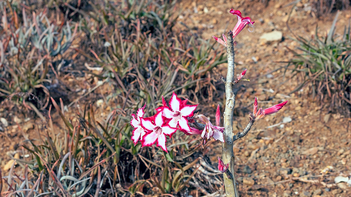 Impala Lily [Adenium multiflorum]