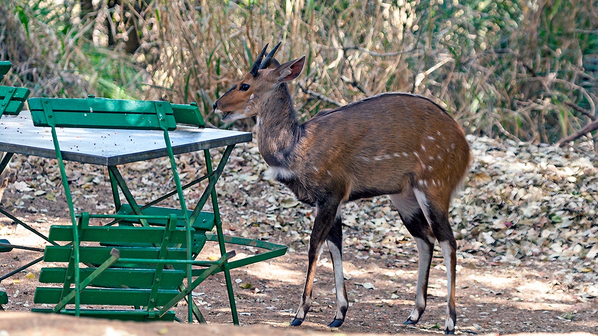 Bushbuck [Tragelaphus sylvaticus sylvaticus]