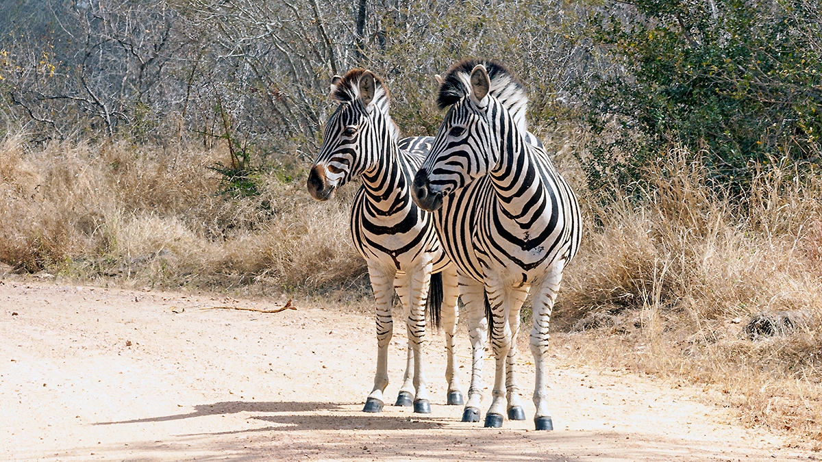 Plains Zebra [Equus quagga chapmani]