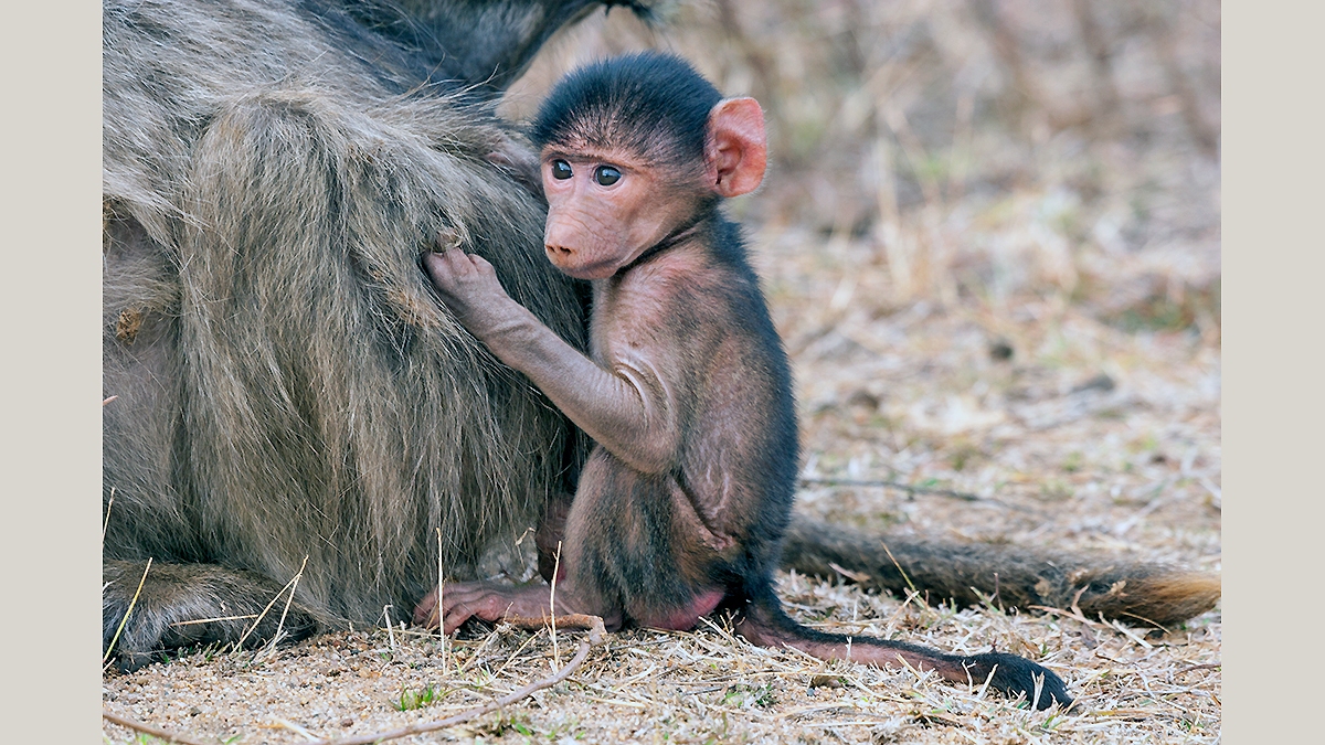Chacma Baboon [Papio ursinus griseipes]