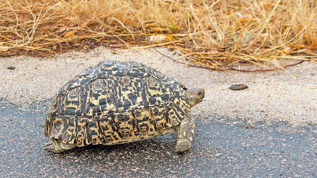 Leopard Tortoise [Stigmochelys pardalis]