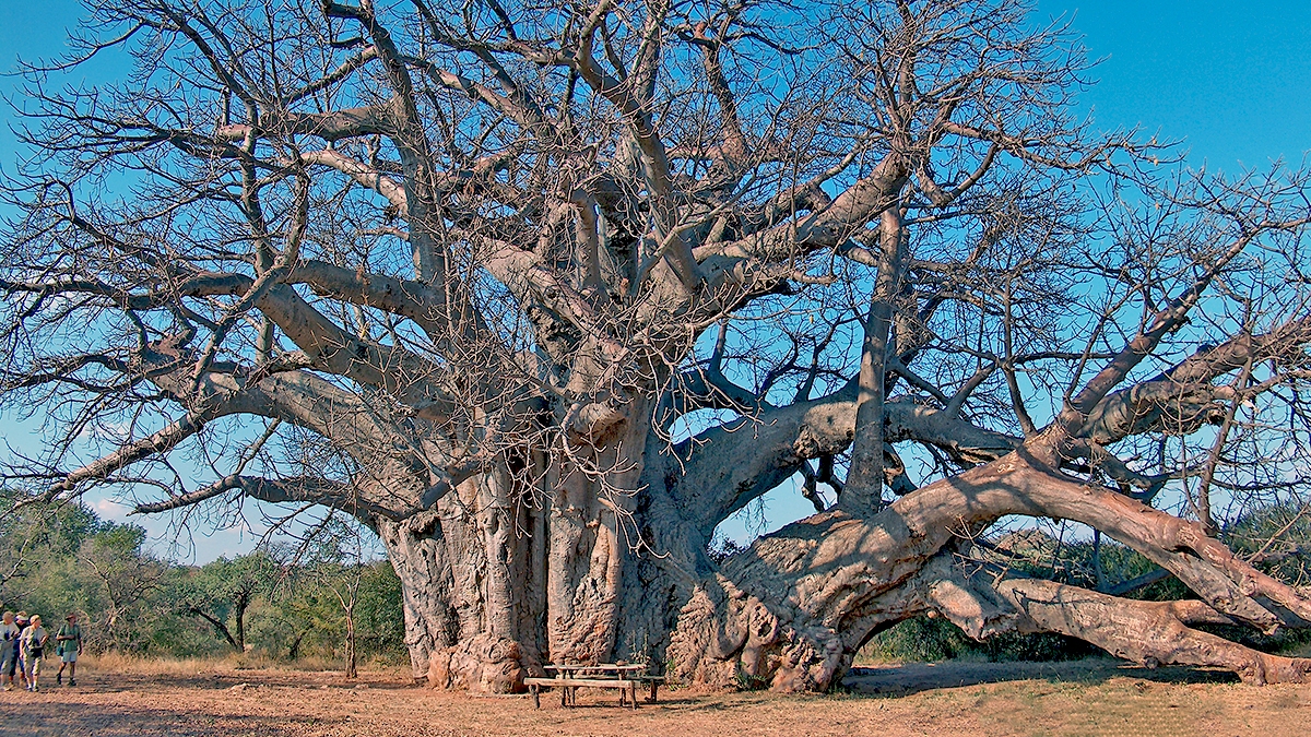 Sagole Big Tree