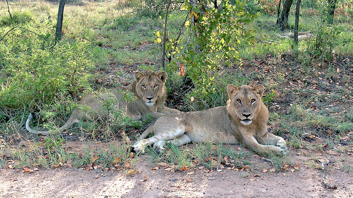 Lion [Panthera leo melanochaita]