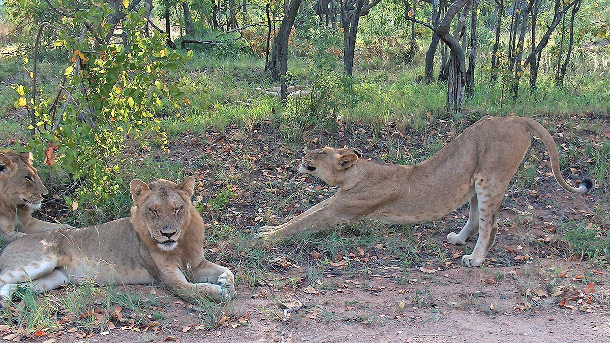 Lion [Panthera leo melanochaita]