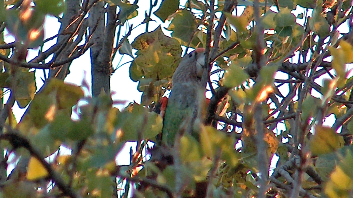 Brown-necked Parrot [Poicephalus fuscicollis suahelicus ]