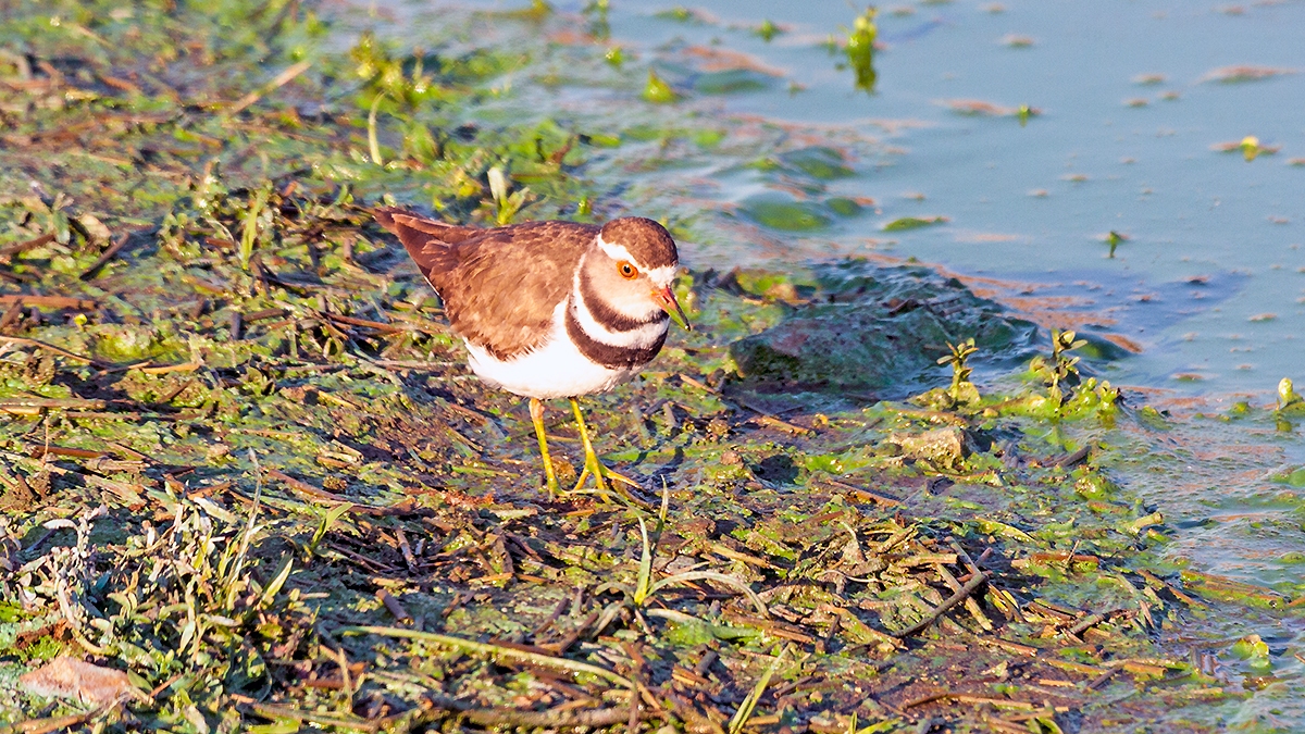 Three-banded Plover [Charadrius tricollaris tricollaris]