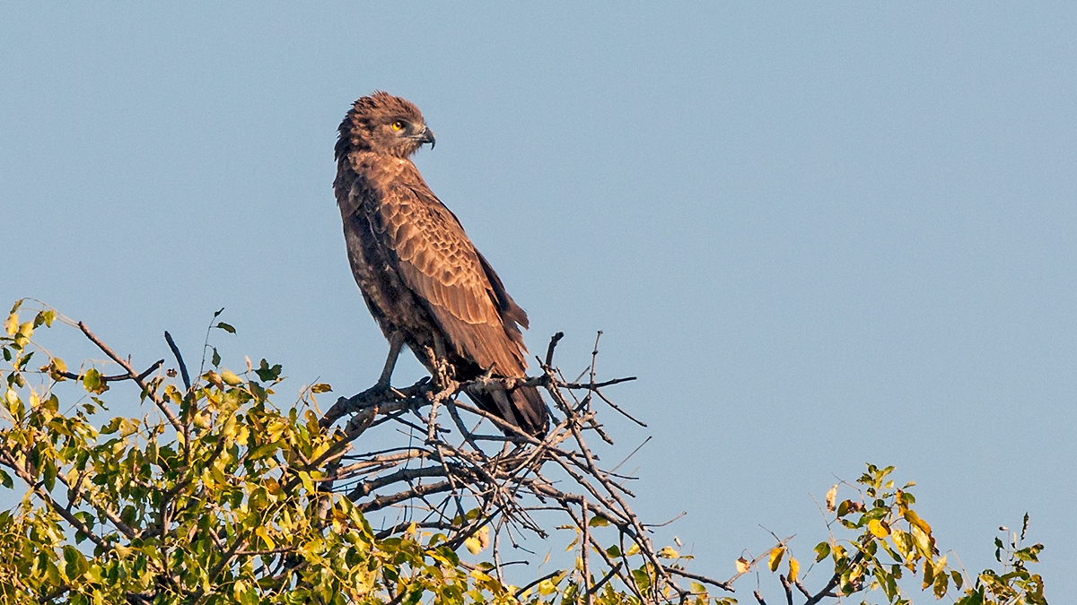 Brown Snake Eagle [Circaetus cinereus]