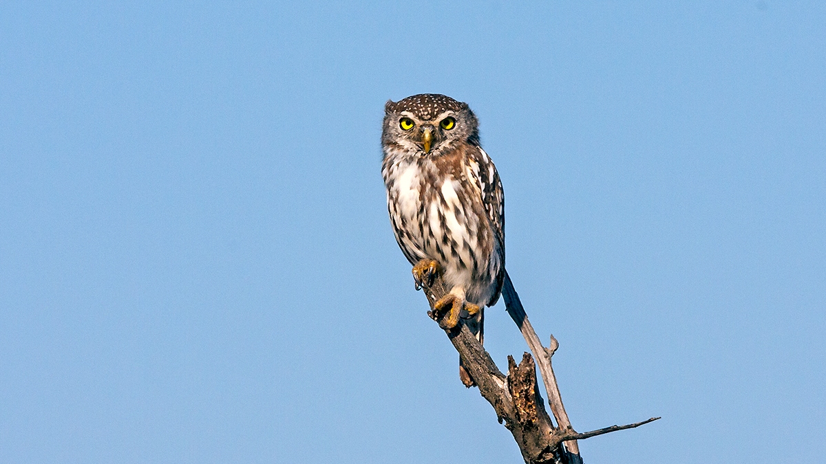 Pearl-spotted Owlet [Glaucidium perlatum licua]